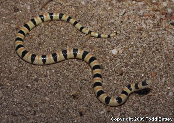 Colorado Desert Shovel-nosed Snake (Chionactis occipitalis annulata)