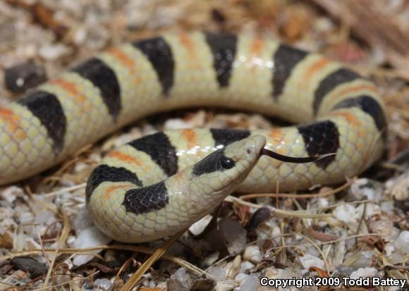 Colorado Desert Shovel-nosed Snake (Chionactis occipitalis annulata)