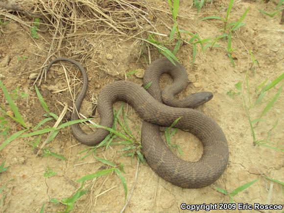 Northern Watersnake (Nerodia sipedon sipedon)