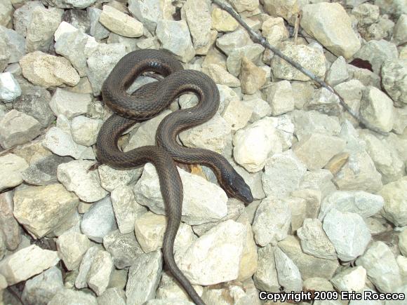 Eastern Gartersnake (Thamnophis sirtalis sirtalis)