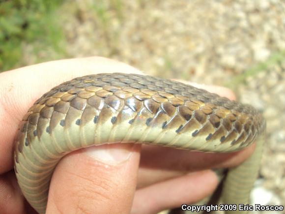 Eastern Gartersnake (Thamnophis sirtalis sirtalis)