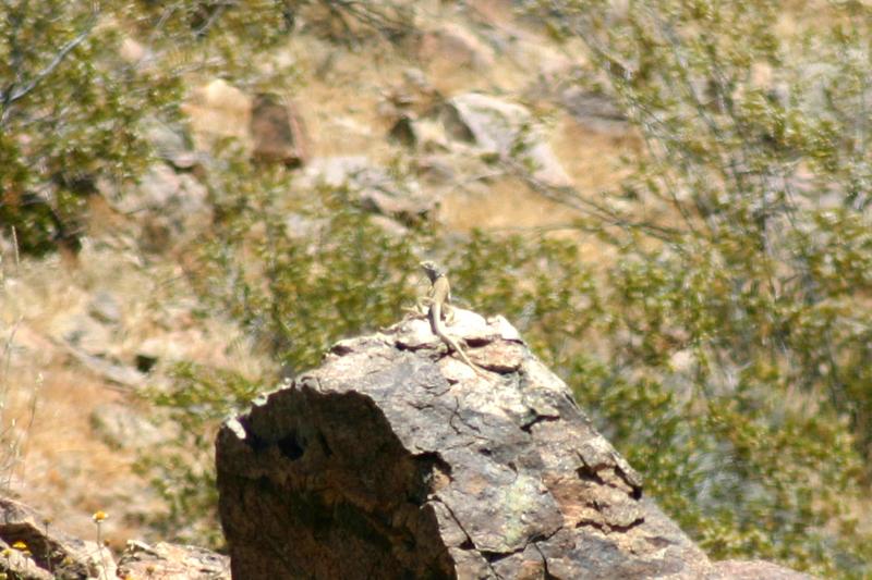 Great Basin Collared Lizard (Crotaphytus bicinctores)