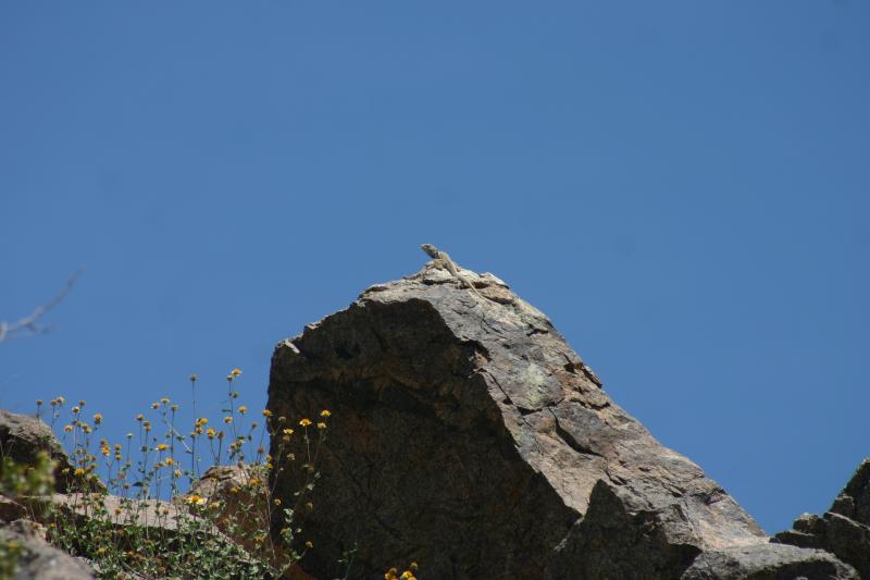 Great Basin Collared Lizard (Crotaphytus bicinctores)