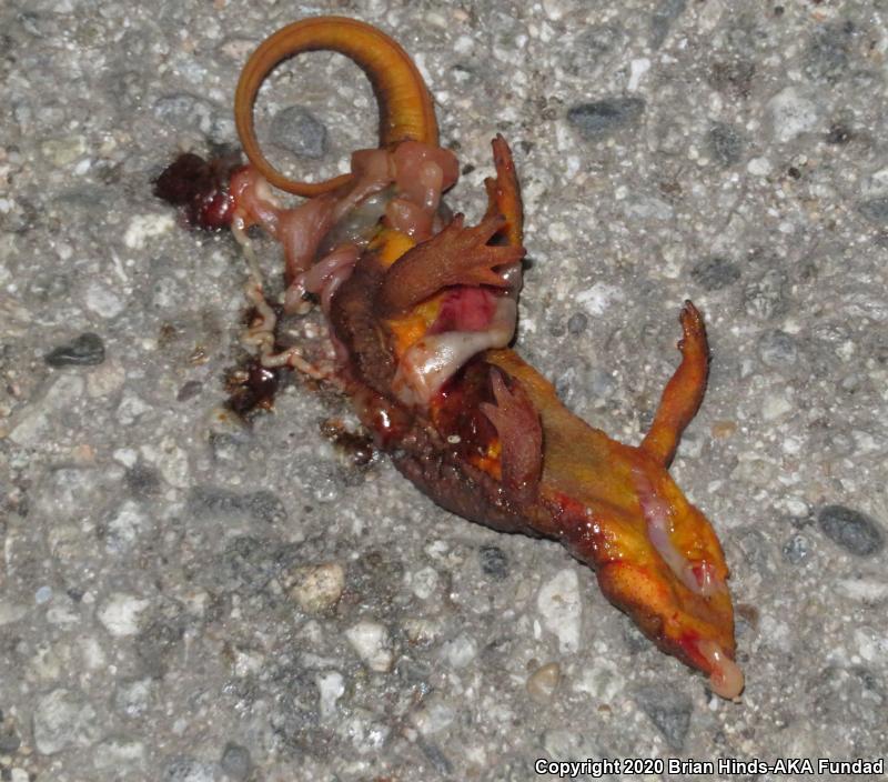 Coast Range Newt (Taricha torosa torosa)