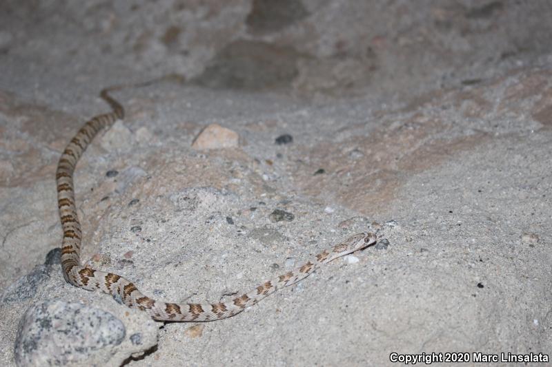 Baja California Lyresnake (Trimorphodon biscutatus lyrophanes)