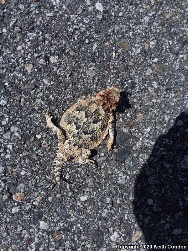 Southern Desert Horned Lizard (Phrynosoma platyrhinos calidiarum)