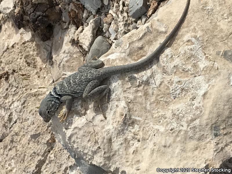 Great Basin Collared Lizard (Crotaphytus bicinctores)