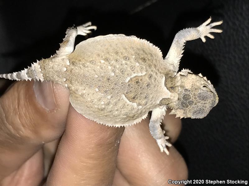 Southern Desert Horned Lizard (Phrynosoma platyrhinos calidiarum)