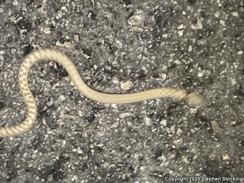 Desert Nightsnake (Hypsiglena chlorophaea deserticola)