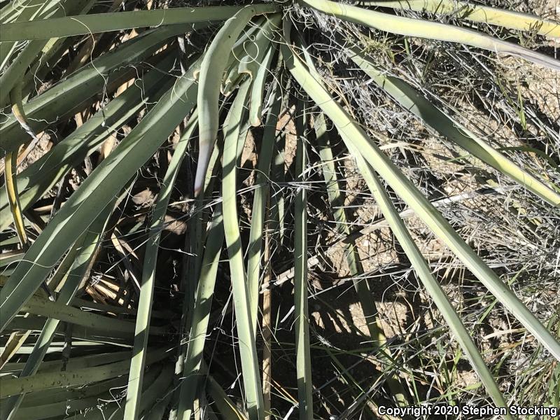 Gila Spotted Whiptail (Aspidoscelis flagellicauda)