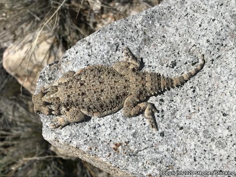 Southern Desert Horned Lizard (Phrynosoma platyrhinos calidiarum)