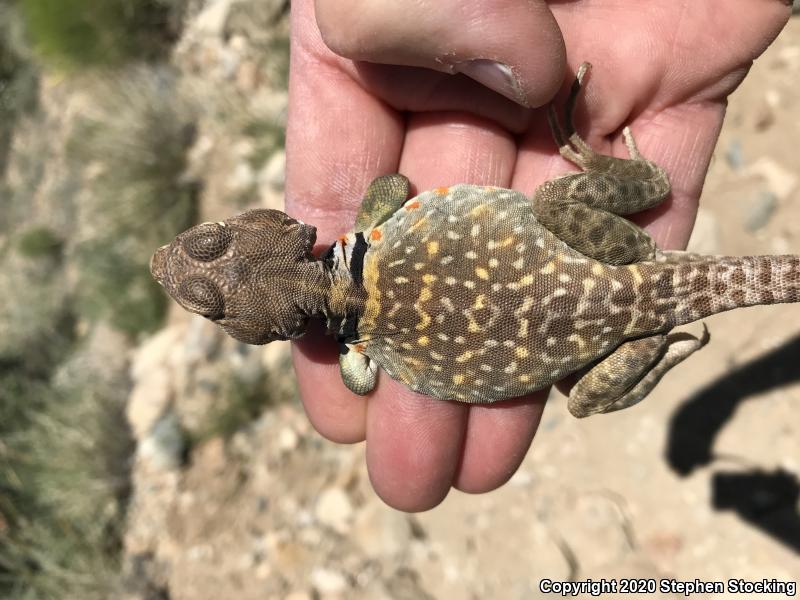 Sonoran Collared Lizard (Crotaphytus nebrius)