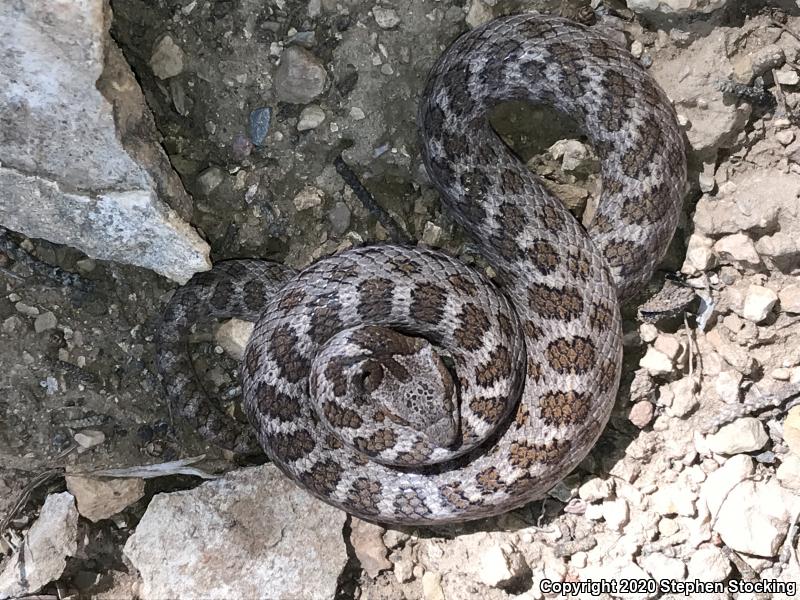 Desert Nightsnake (Hypsiglena chlorophaea deserticola)