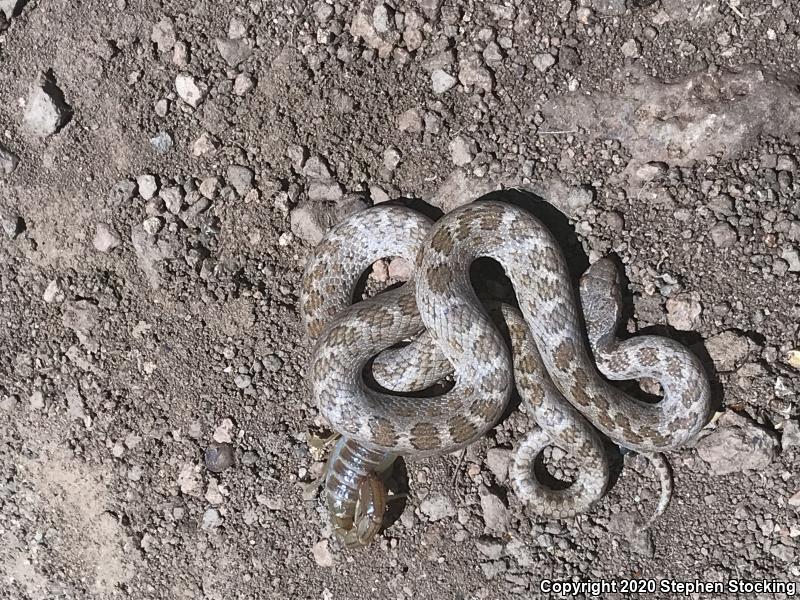 Desert Nightsnake (Hypsiglena chlorophaea deserticola)