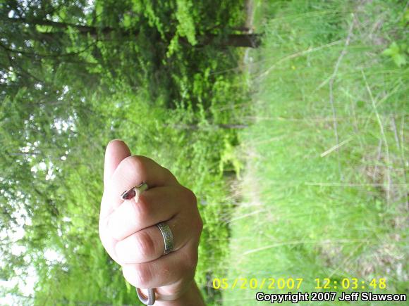 Eastern Gartersnake (Thamnophis sirtalis sirtalis)