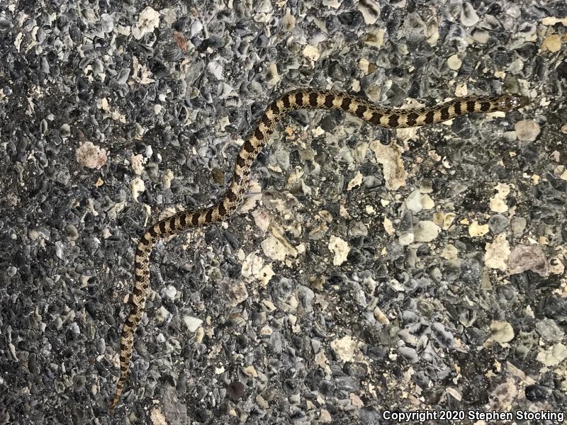 Spotted Leaf-nosed Snake (Phyllorhynchus decurtatus)