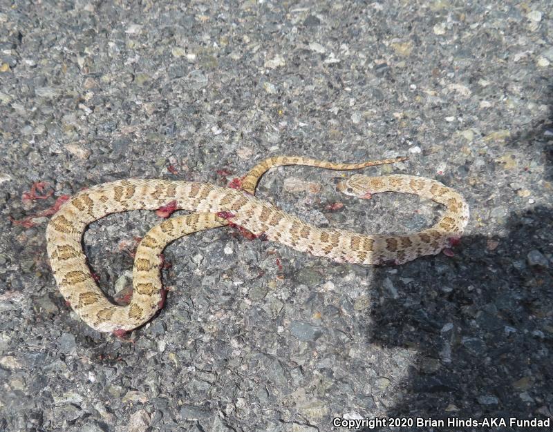 Baja California Lyresnake (Trimorphodon biscutatus lyrophanes)