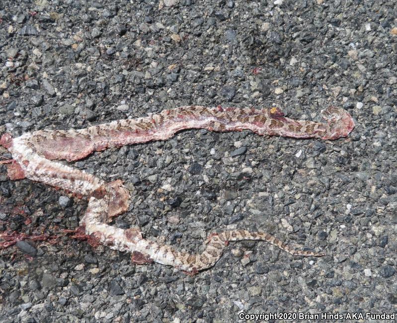 Baja California Lyresnake (Trimorphodon biscutatus lyrophanes)