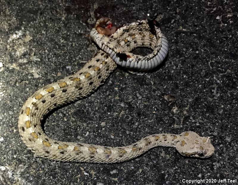 Colorado Desert Sidewinder (Crotalus cerastes laterorepens)