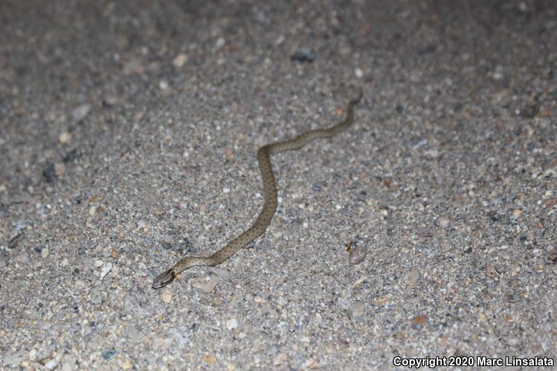 Desert Nightsnake (Hypsiglena chlorophaea deserticola)