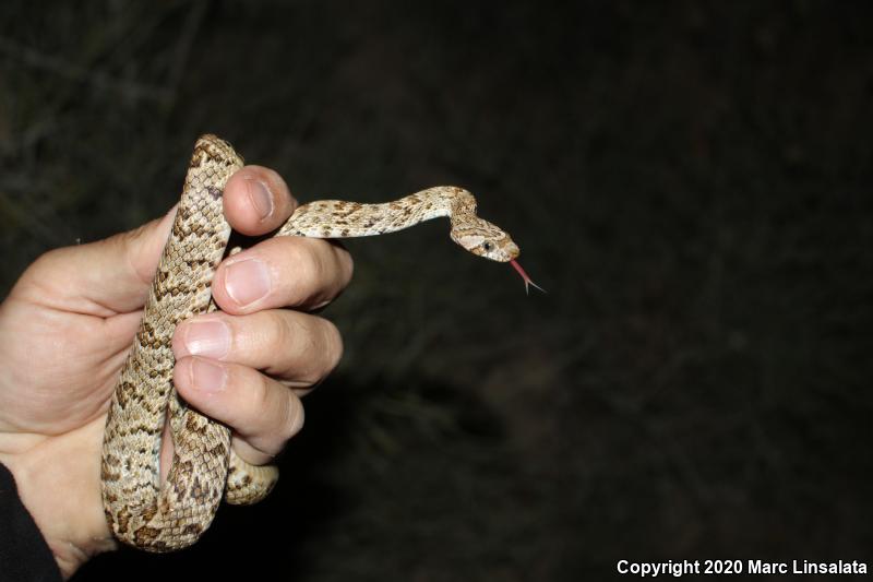 Baja California Lyresnake (Trimorphodon biscutatus lyrophanes)