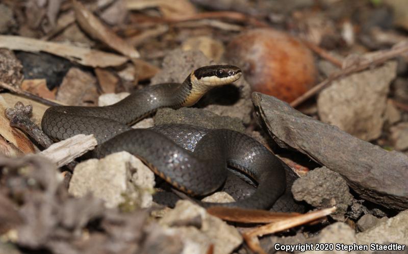 Northern Ring-necked Snake (Diadophis punctatus edwardsii)