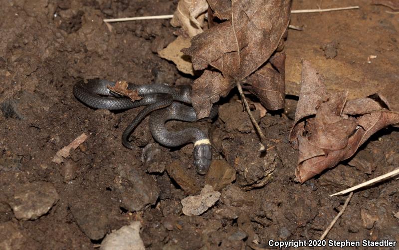 Northern Ring-necked Snake (Diadophis punctatus edwardsii)