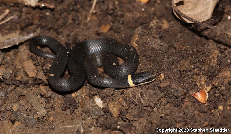 Northern Ring-necked Snake (Diadophis punctatus edwardsii)