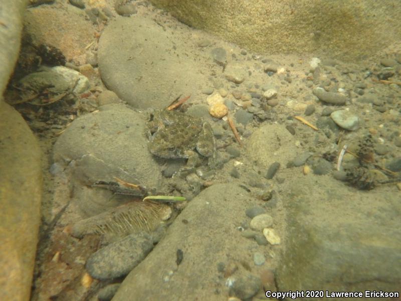 Foothill Yellow-legged Frog (Rana boylii)