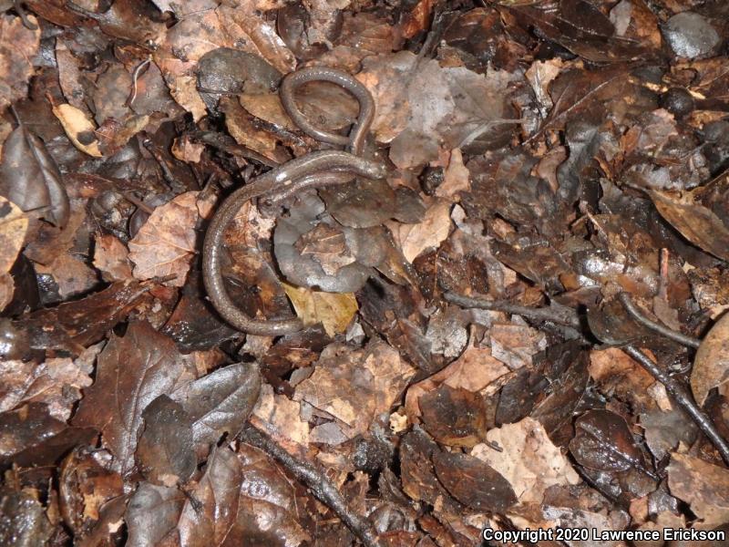 Gabilan Mountains Slender Salamander (Batrachoseps gavilanensis)