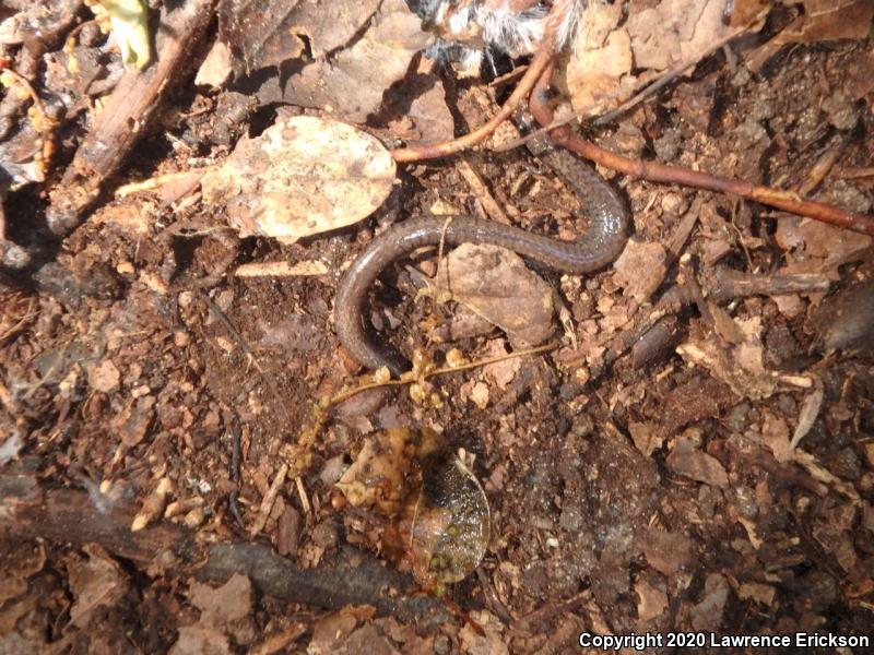 Gabilan Mountains Slender Salamander (Batrachoseps gavilanensis)