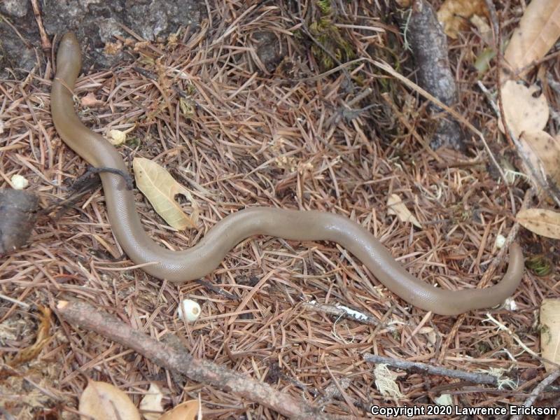 Northern Rubber Boa (Charina bottae)