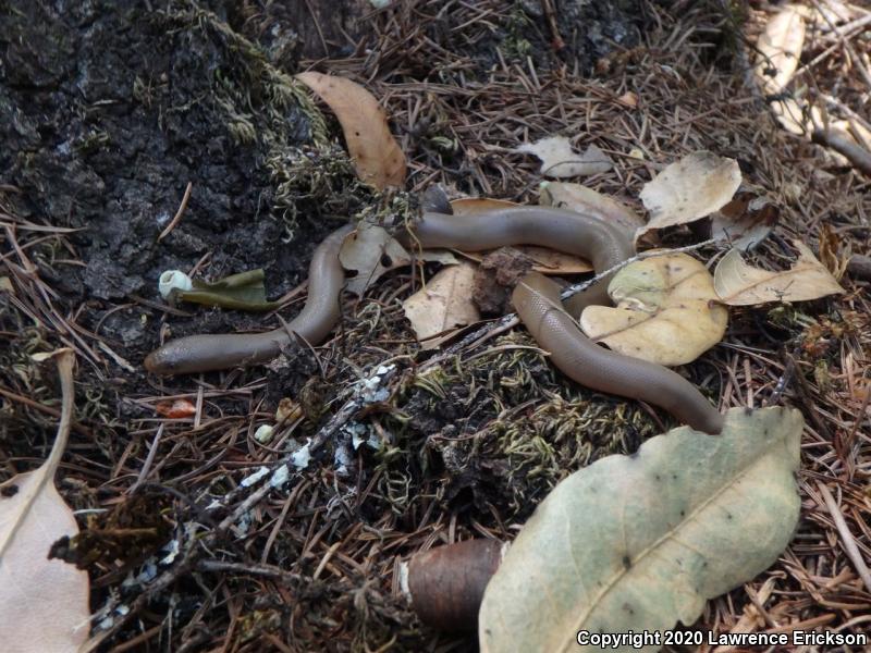 Northern Rubber Boa (Charina bottae)