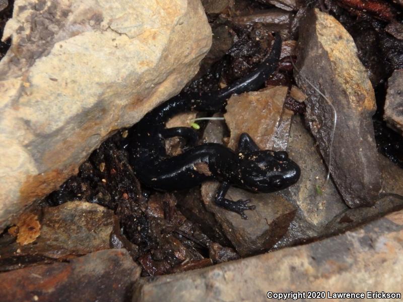 Santa Cruz Black Salamander (Aneides flavipunctatus niger)