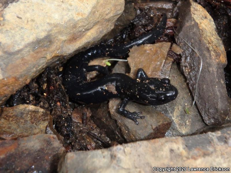 Santa Cruz Black Salamander (Aneides flavipunctatus niger)