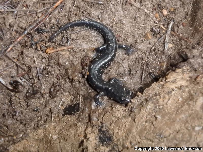 Santa Cruz Black Salamander (Aneides flavipunctatus niger)