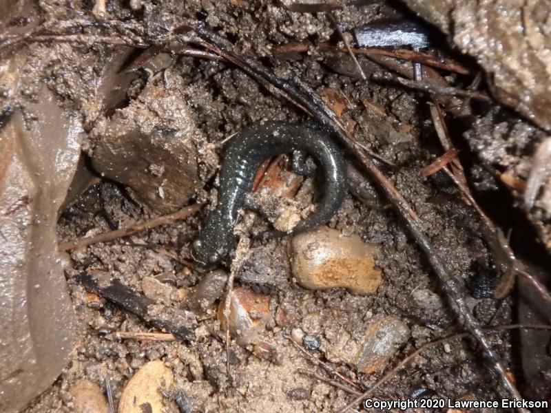 Santa Cruz Black Salamander (Aneides flavipunctatus niger)