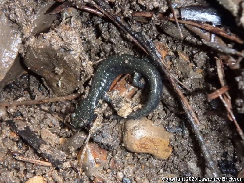 Santa Cruz Black Salamander (Aneides flavipunctatus niger)