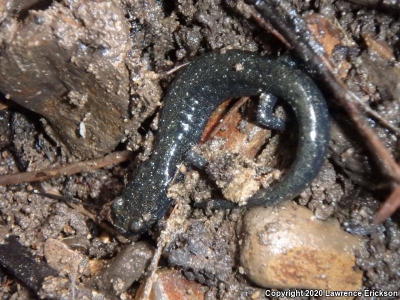 Santa Cruz Black Salamander (Aneides flavipunctatus niger)