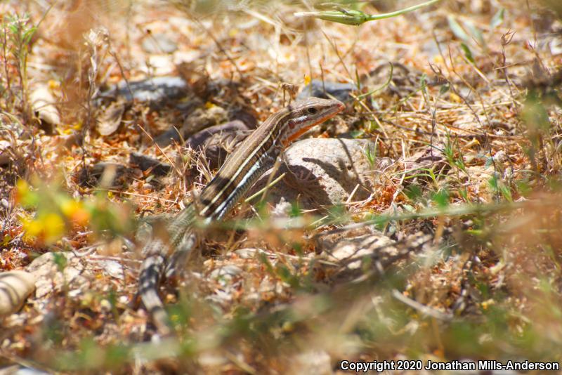 Belding's Orange-throated Whiptail (Aspidoscelis hyperythra beldingi)