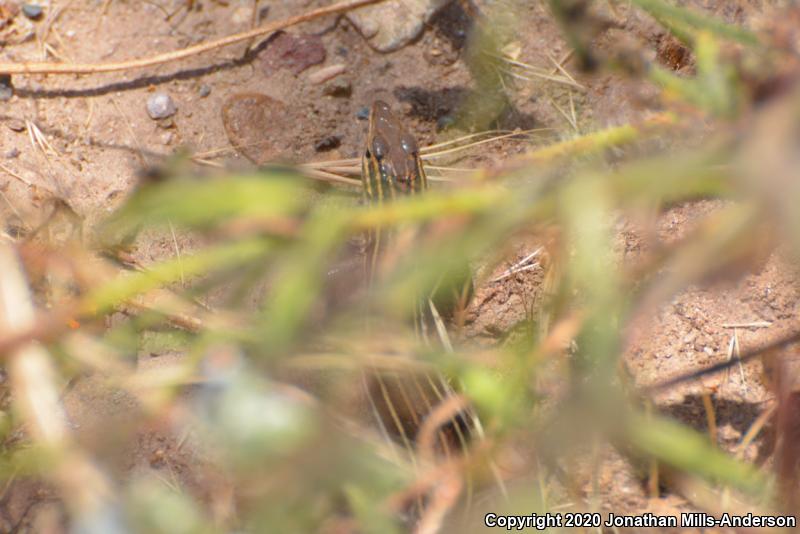 Belding's Orange-throated Whiptail (Aspidoscelis hyperythra beldingi)