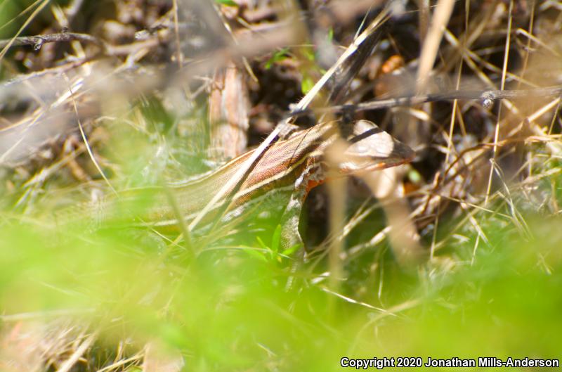 Belding's Orange-throated Whiptail (Aspidoscelis hyperythra beldingi)