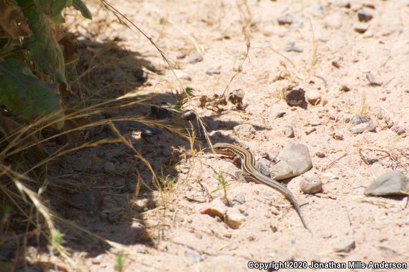 Belding's Orange-throated Whiptail (Aspidoscelis hyperythra beldingi)