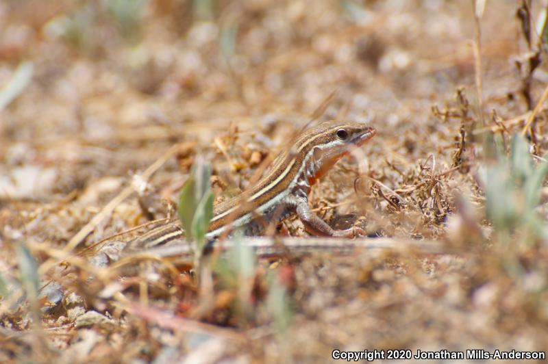 Belding's Orange-throated Whiptail (Aspidoscelis hyperythra beldingi)