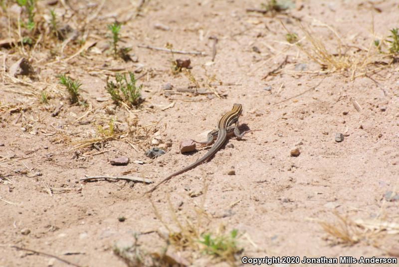 Belding's Orange-throated Whiptail (Aspidoscelis hyperythra beldingi)