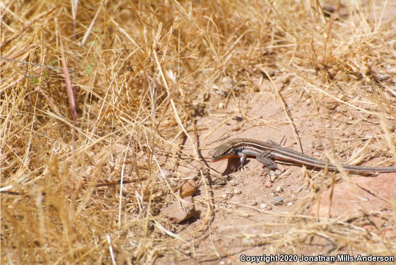 Belding's Orange-throated Whiptail (Aspidoscelis hyperythra beldingi)