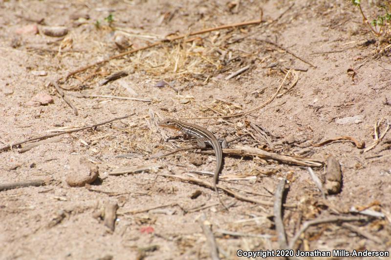 Belding's Orange-throated Whiptail (Aspidoscelis hyperythra beldingi)