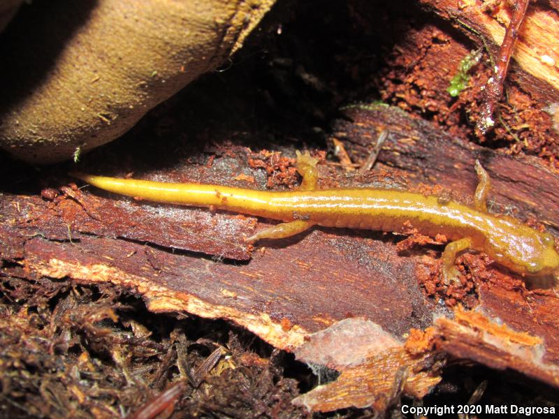 Van Dyke's Salamander (Plethodon vandykei)