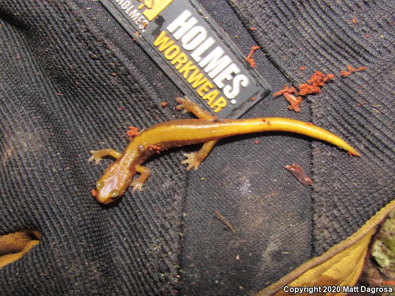 Van Dyke's Salamander (Plethodon vandykei)