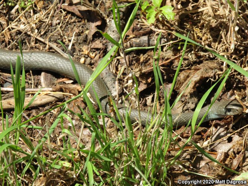 Western Yellow-bellied Racer (Coluber constrictor mormon)